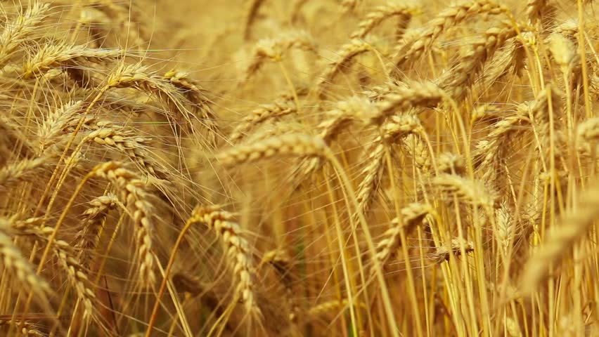 Wheat Field Blowing In The Wind Stock Footage Video 461581 - Shutterstock