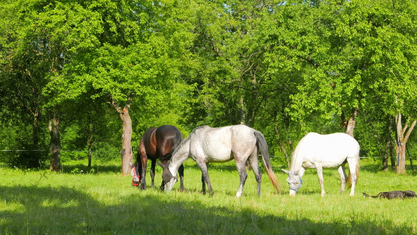 A Family Of Horses Graze In The Apple Orchard Stock Footage Video ...