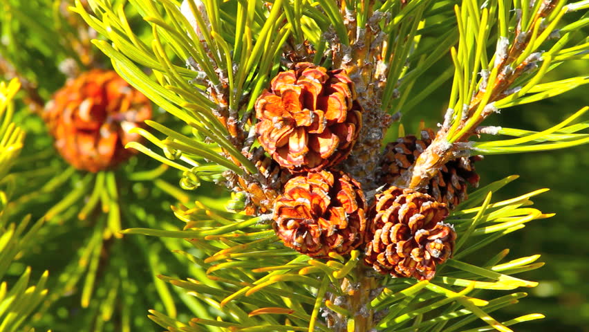 Pine Tree With Pine-cones Blowing In The Wind Stock Footage Video ...