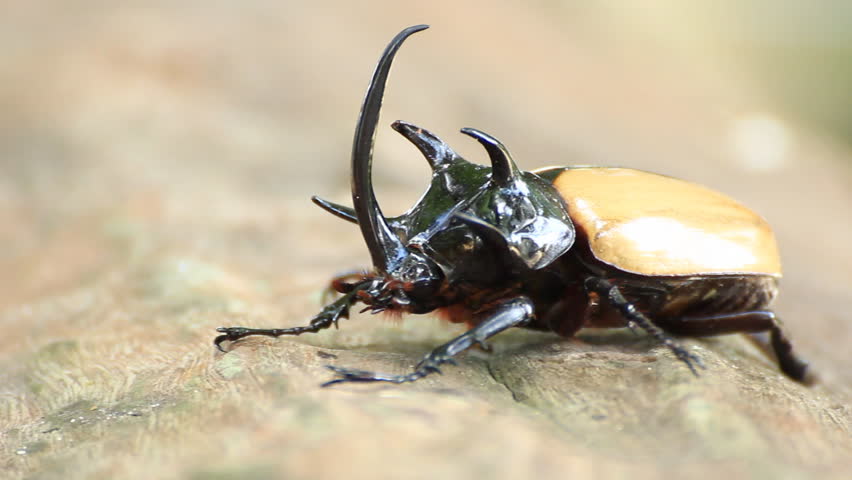 yellow five horned beetle in Thailand - HD stock footage clip