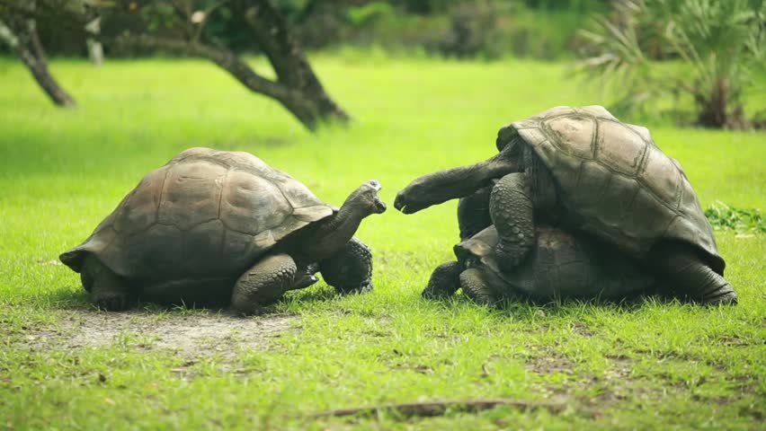 Two Turtles Mating In The Grass Stock Footage Video 12371864 - Shutterstock