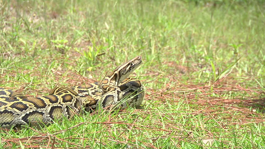 Aggressive Python Strikes Stock Footage Video 1339237 - Shutterstock