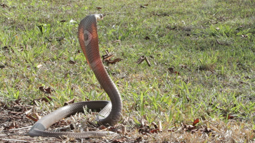 Monocle Cobra In Everglades Stock Footage Video 1390777 - Shutterstock