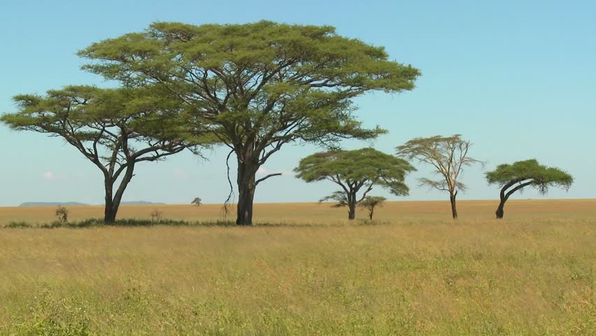 Beautiful Acacia Trees Grown On The African Savannah. Stock Footage ...