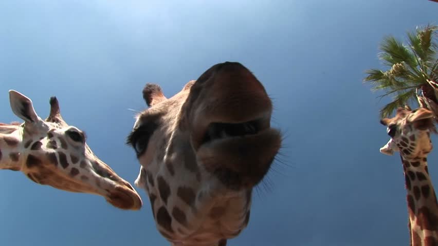 Worm's-eye Shot Of Three Giraffes Chewing. Stock Footage Video 1656547 ...