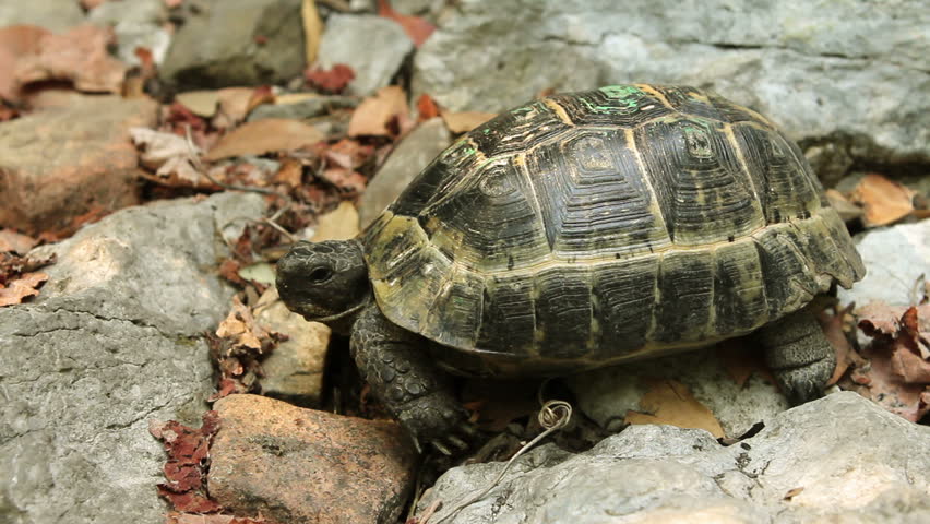 Single Turtle In The Forest Stock Footage Video 1904029 - Shutterstock