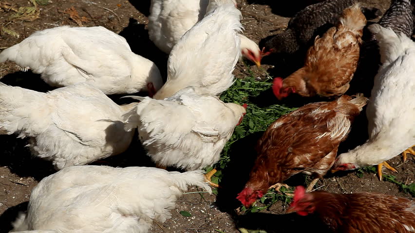 Female Chicken And Male Chicken Rooster On A Countryside Road, Outside ...