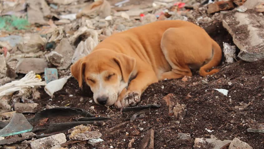 Cute Homeless Dog Stock Footage Video 2123858 - Shutterstock