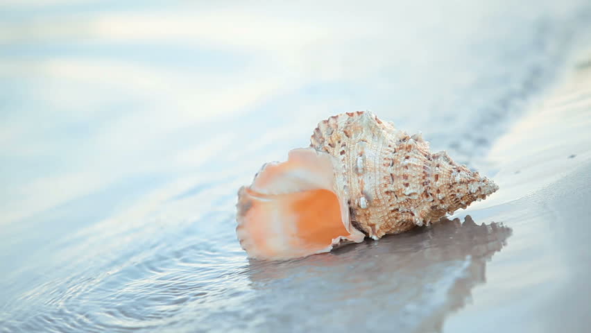 White Seashell On A Tropical Beach With Coming Wave. Stock Footage ...