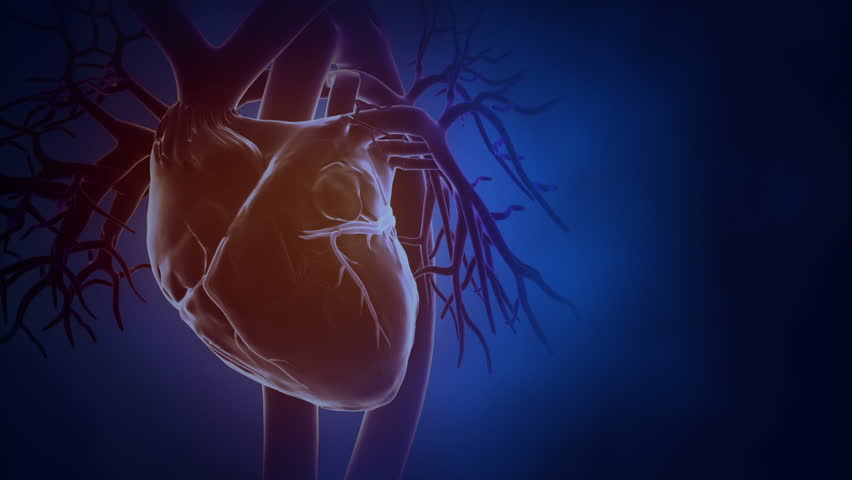 Heart Beat In Loop Stock Footage Video 2757722 - Shutterstock