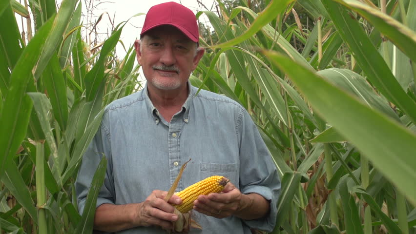 Farmer, Corn Field Stock Footage Video 3734045 - Shutterstock