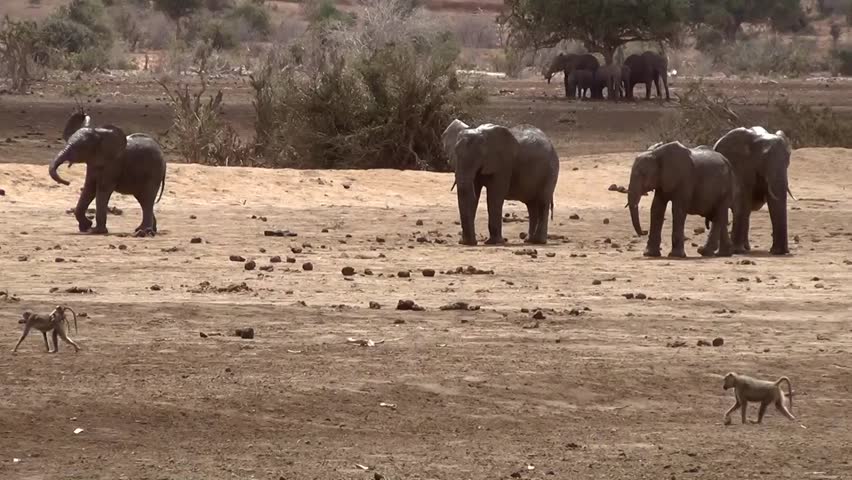 Herd Of Elephants And Baboons Stock Footage Video 3422933 - Shutterstock