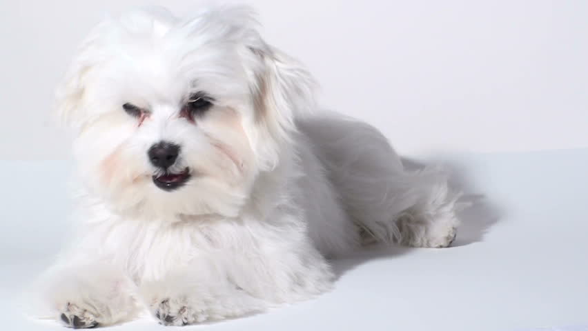 Sleep Maltese Dog - HD Stock Footage Video 347164 - Shutterstock