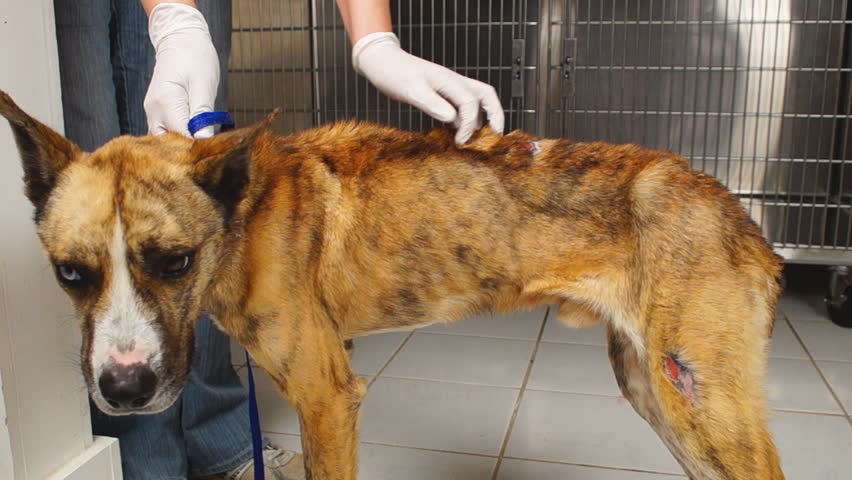 Animal Abuse Before And After. First Clip Is Of Emaciated Dog From Mal ...