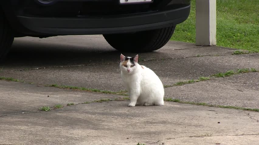Chat Driveways