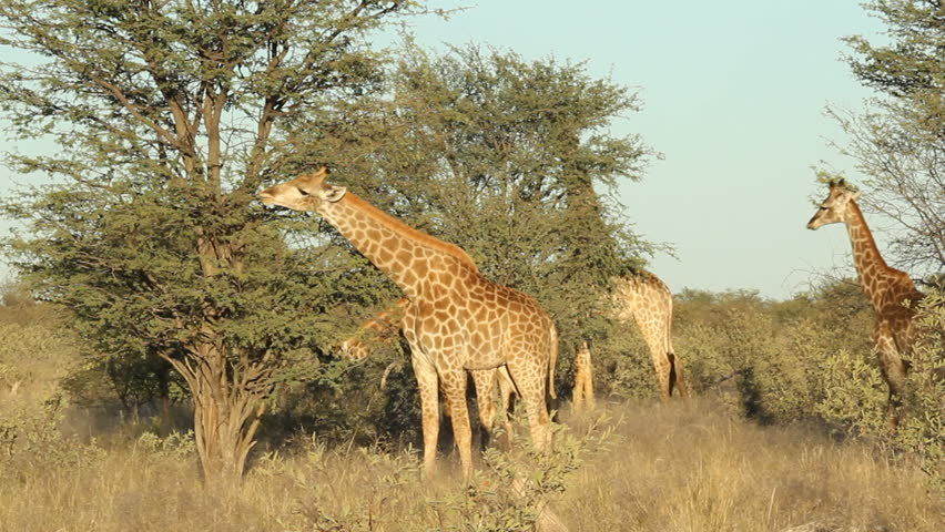 Giraffes (Giraffa Camelopardalis) Feeding On An Acacia Tree, South ...