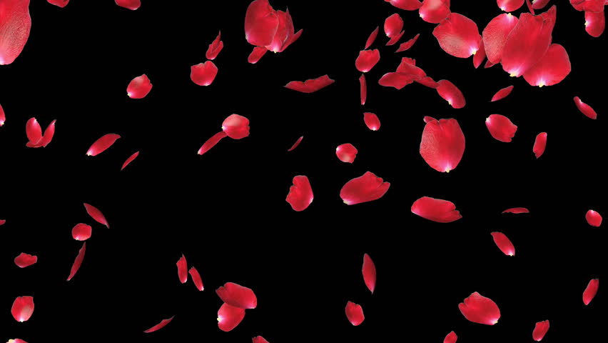 Rose Petals Falling, Against Black Stock Footage Video 4374620 ...