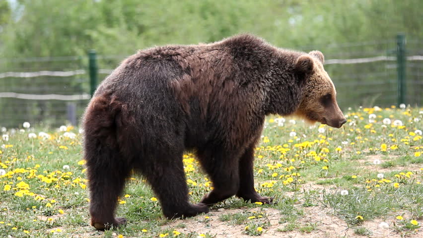 Big Brown Bear Behind The Zoo Fence Look And Walk Stock Footage Video ...