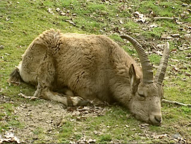 Alpine Ibex (Capra Ibex) Sleeping. The Alpine Ibex Is A Species Of Wild ...