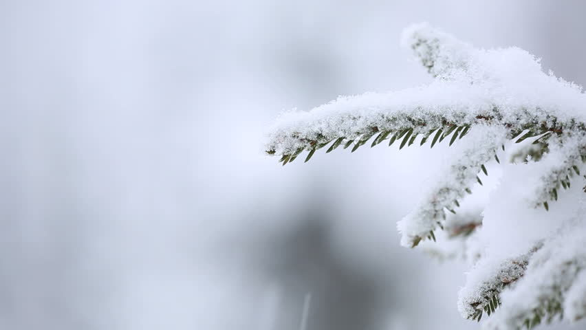 Evergreen Forest Covered With Snow During Snowfall. Close Up Detail Of ...