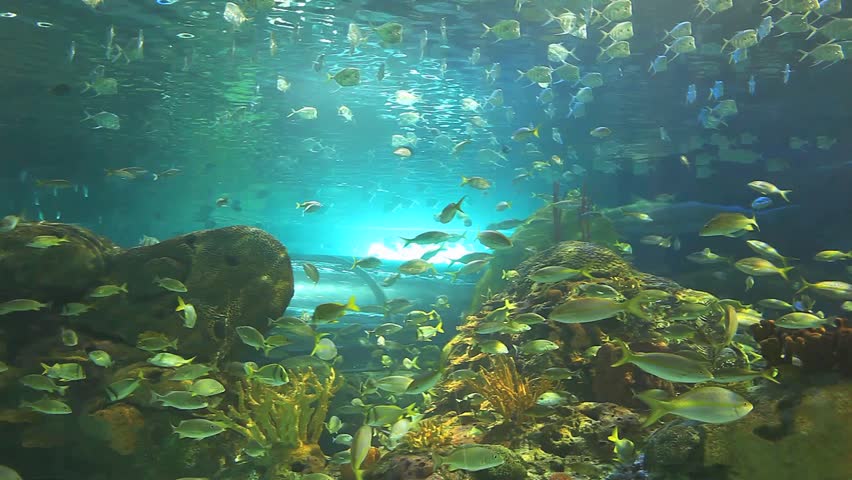 Huge Schools Of Tropical Fish Swim With Sharks In A Coral Reef Stock ...