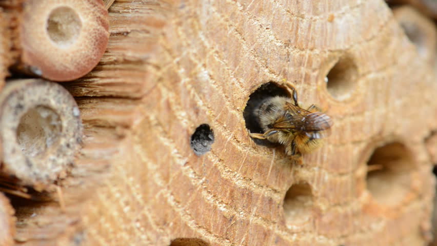 Wild Bee Osmia Bicornis On Insect Hotel. Closing The Nest. Solitary ...