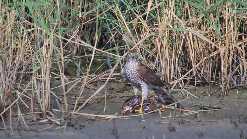 Eurasian Sparrowhawk After Hunting A Common Snipe , Filmed In Israel ...