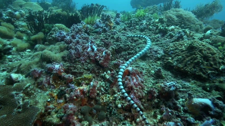 Banded Sea Snake On A Coral Reef Stock Footage Video 694414 - Shutterstock