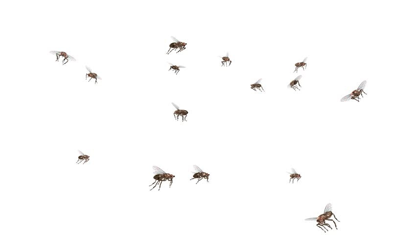 Abstract Swarm Of Bugs Flying Stock Footage Video 2243356 - Shutterstock