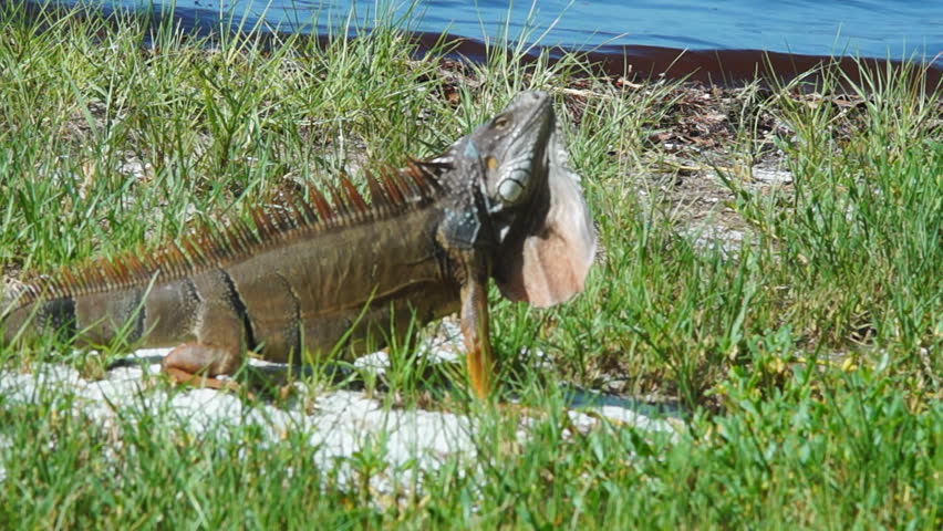 Common Green Iguana (Iguana Iguana) Is An Invasive Species In South ...