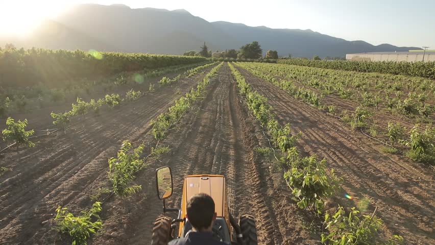 SANTIAGO, CHILE - AGRICULTURAL FIELD - A Tractor Drives Towards The