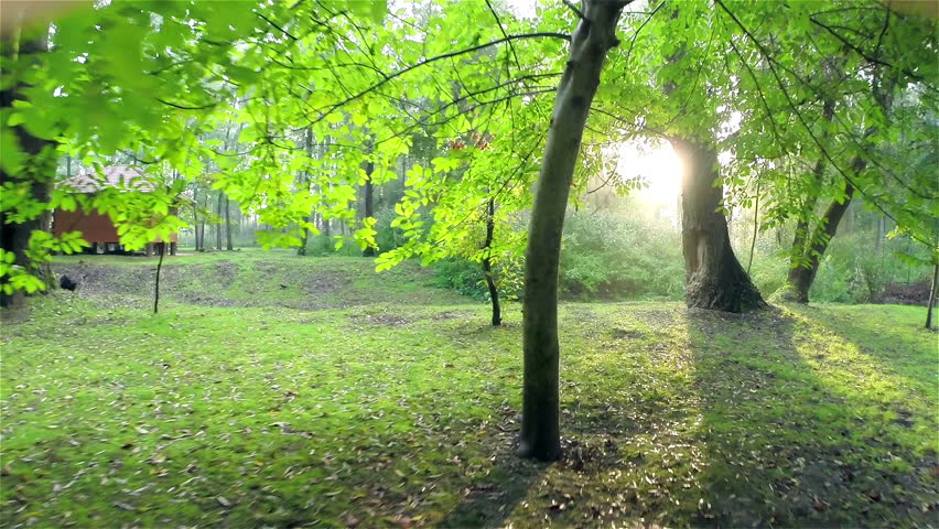 Sunrise Through Woods Stock Footage Video 7200679 - Shutterstock