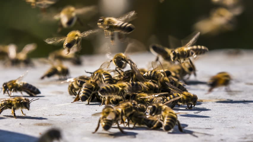 Close-up Shot Of A Group Of Bees Chasing Stranger. Time Lapse Stock ...