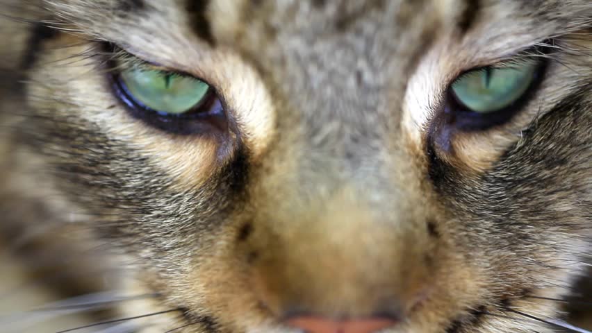 Close Up Of Maine Coon Black Tabby Cat With Green Eyes. HD. 1920x1080 ...