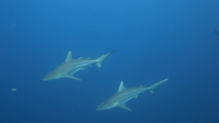 Bull Or Zambezi Shark (Carcharhinus Leucas) Swimming On The Protea ...