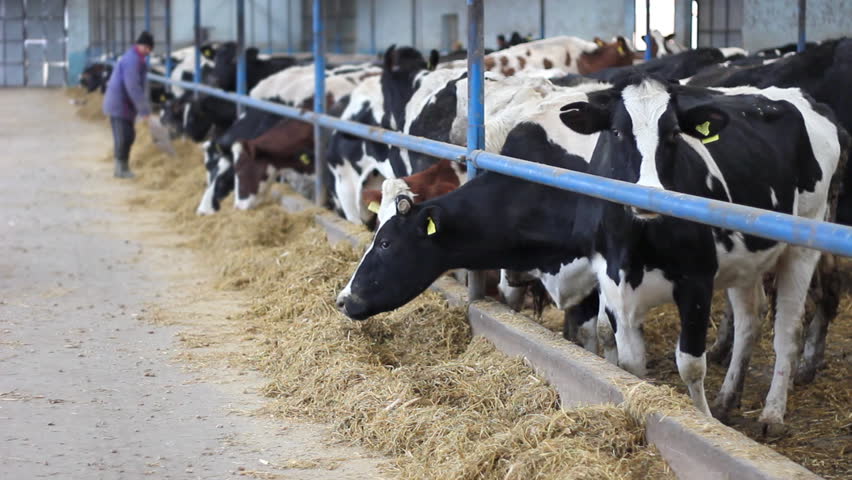 Farmer Feeding Cows In Cowshed Stock Footage Video 8733130 - Shutterstock