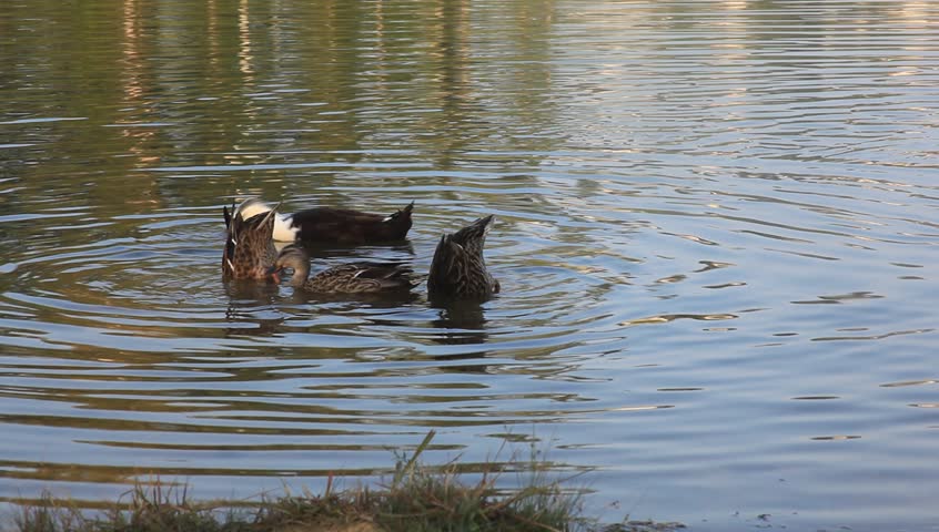 Ducks Bobbing In The Water Stock Footage Video 886486 - Shutterstock