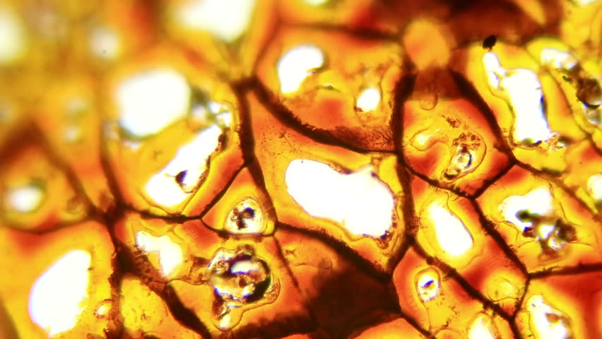 Plasmodesmata Slice Under The Microscope, (Plasmodesma Sec.), Full HD ...