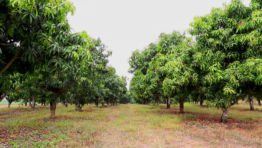 Mango Orchards Asia Thailand Stock Footage Video 8981155 - Shutterstock