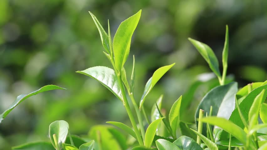 Young Green Leaves & Leaf Bud Of The Tea Tree On Plantation In Nuwara ...