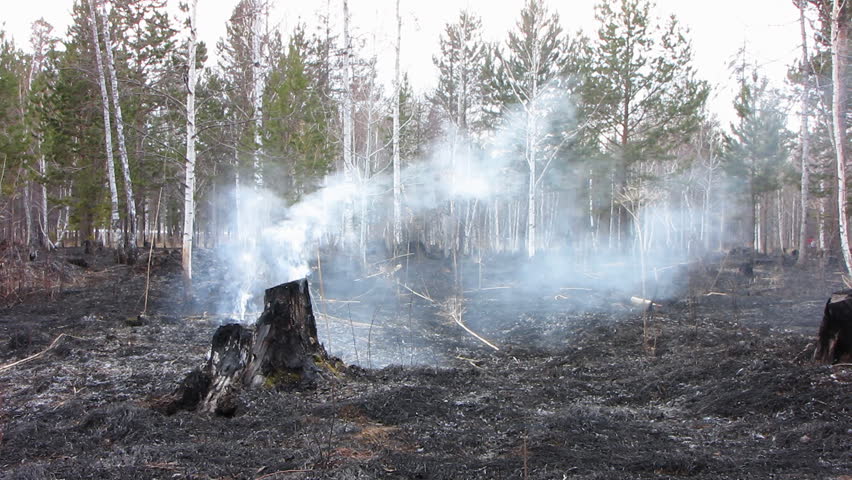 Forest After Fire. The Fire, Embers And Ash. Stock Footage Video 941671 ...