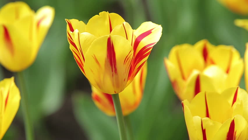 Orange Yellow And Red Tulips Blown By Wind Stock Footage Video 3766763 ...